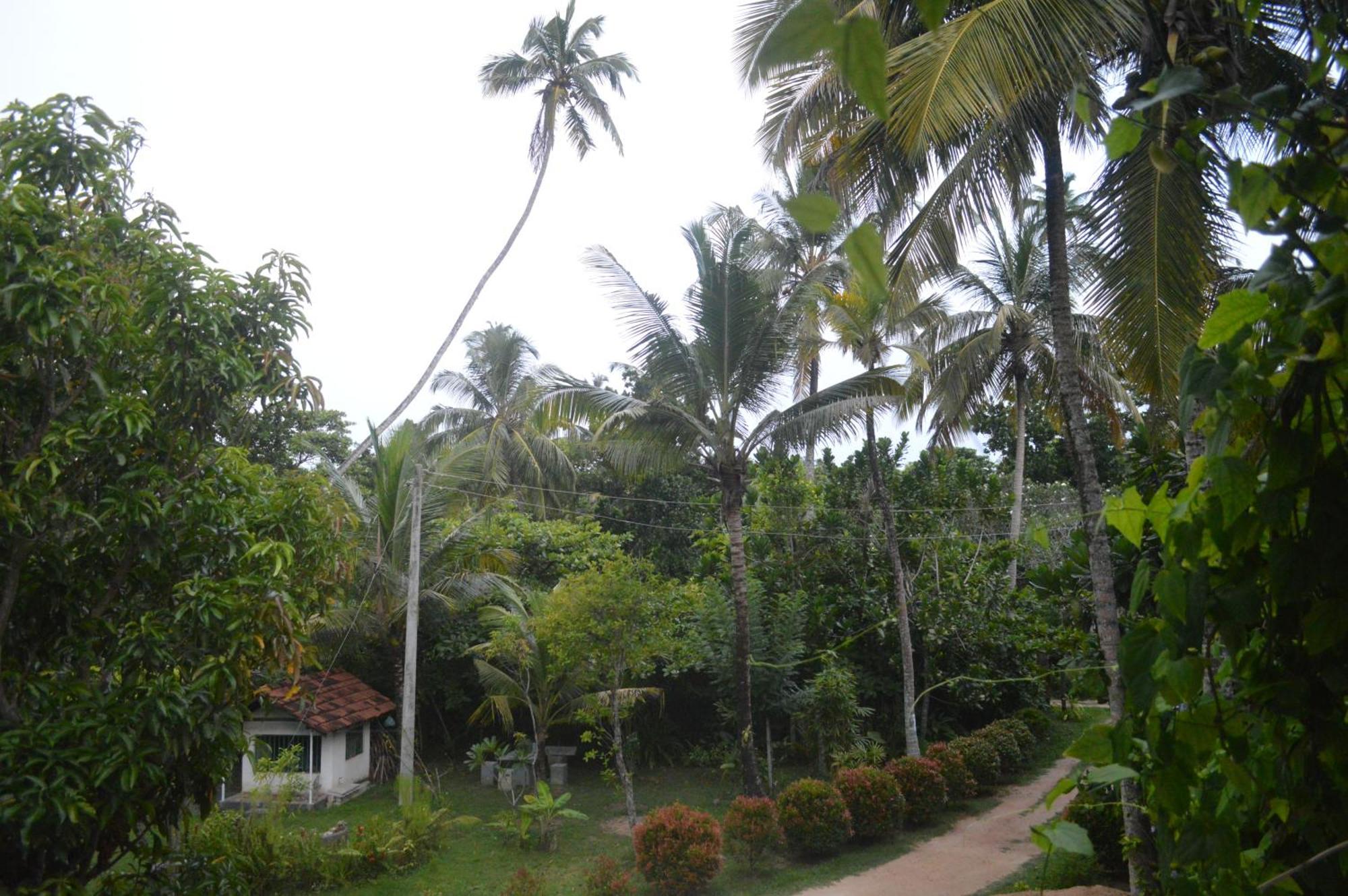 Coconut Grove - Midigama Otel Dış mekan fotoğraf